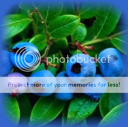blueberry Pictures, Images and Photos