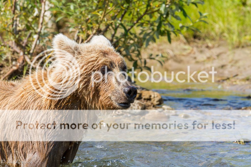 IMAGE: http://i399.photobucket.com/albums/pp73/glock21sf08/Alaska2012-4.jpg