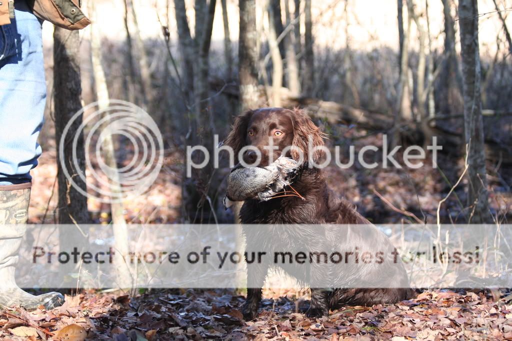 Boykin Breeders Duck Hunting Forum