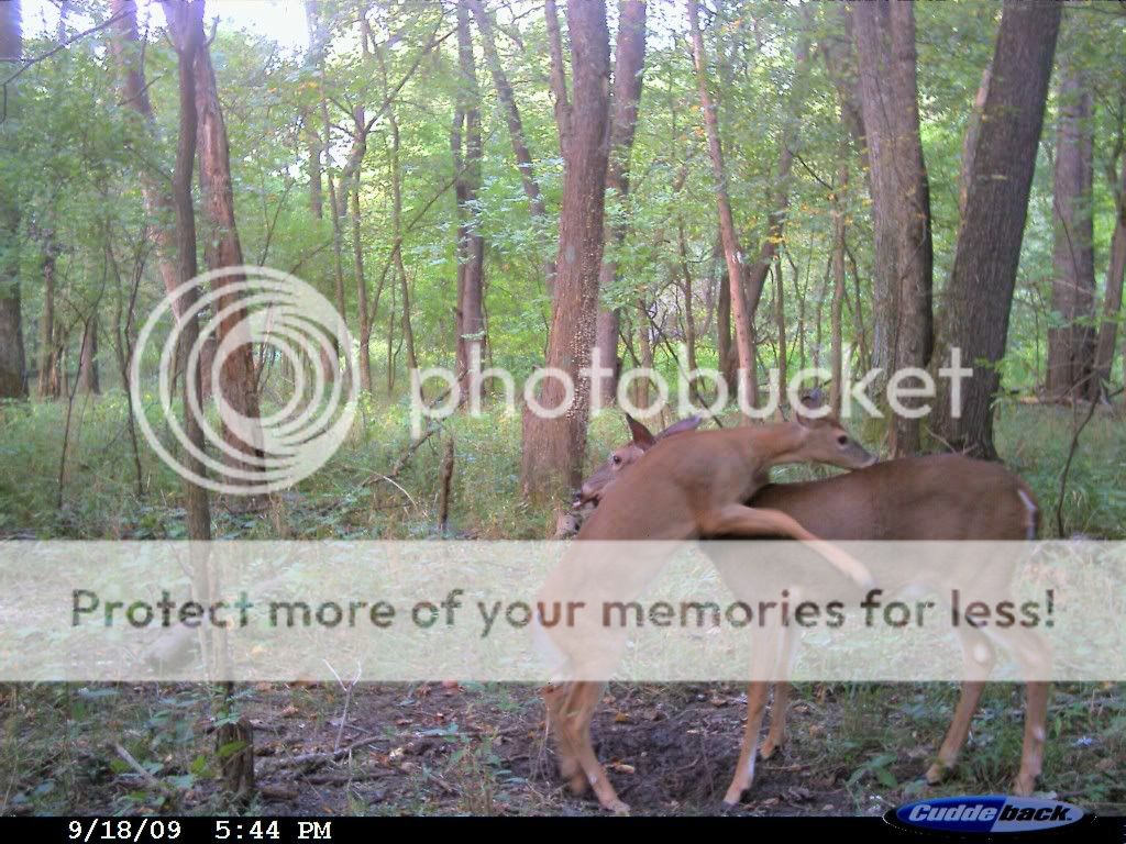 Buck jam Archery Talk Forum