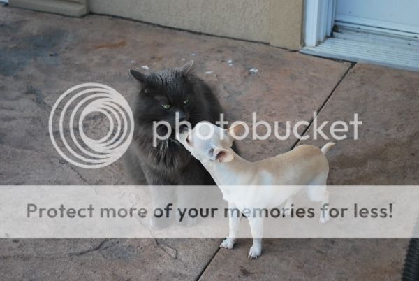 photo caaaffa6-1f9c-45e5-a069-dac7cdb91e58.jpg