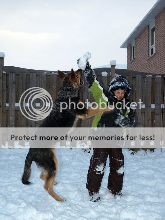 average german shepherd weight average german shepherd weight 8 weeks dogs our friends photo average german shepherd weight average german shepherd weight 8 weeks dogs our friends photo