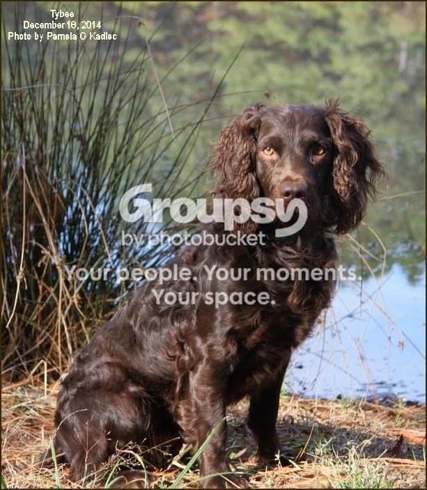 Duplicate - Boykin Spaniel Pedigree